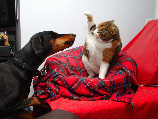 cats-who-can-t-stop-won-t-stop-bothering-dogs