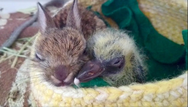 Baby Rabbit And Pigeon Tear Down Tiny Wall Just To Be Together