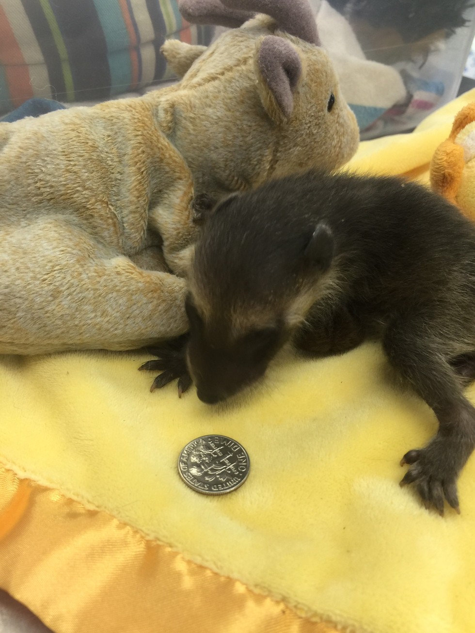 Baby Raccoon Who Lost Her Mom Clings To Her Stuffed Animal