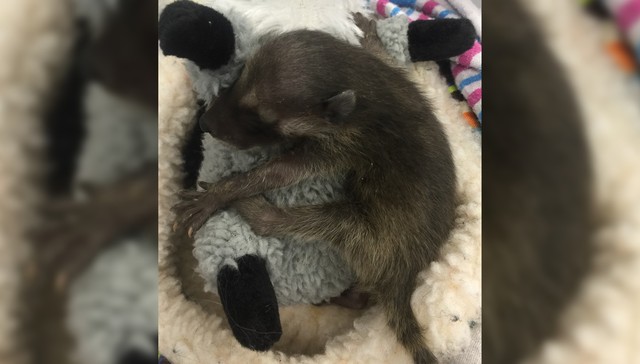 Baby Raccoon Who Lost Her Mom Clings To Her Stuffed Animal