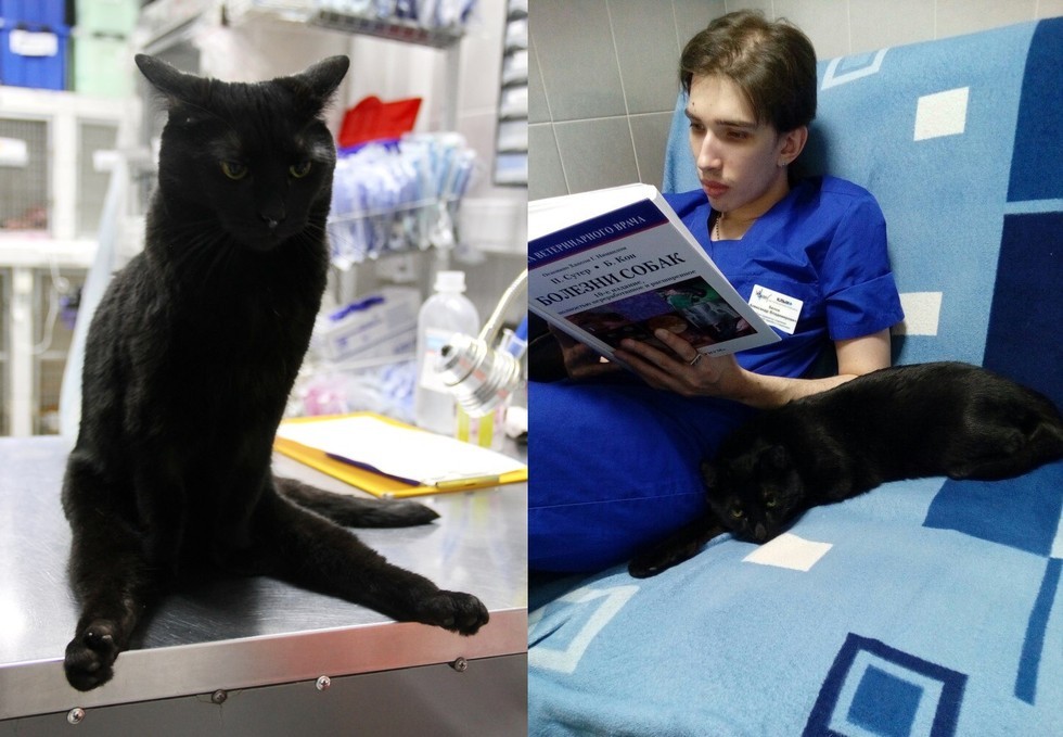 Rescue Cat Can't Walk on His Legs But Helps Sick Animals and Even Saves