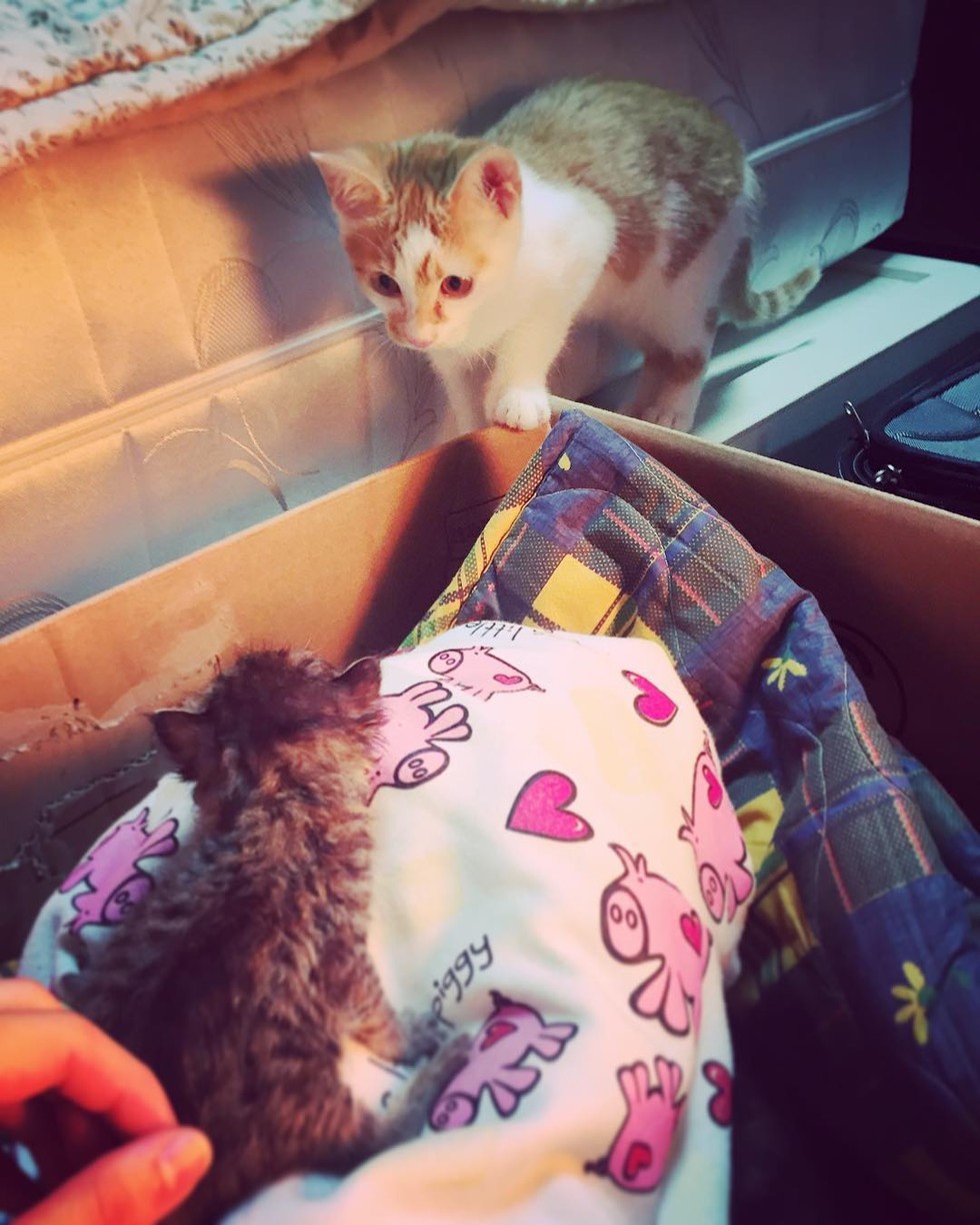 Rescue Cat Takes to Orphaned Tabby and Won’t Let Go Love Meow