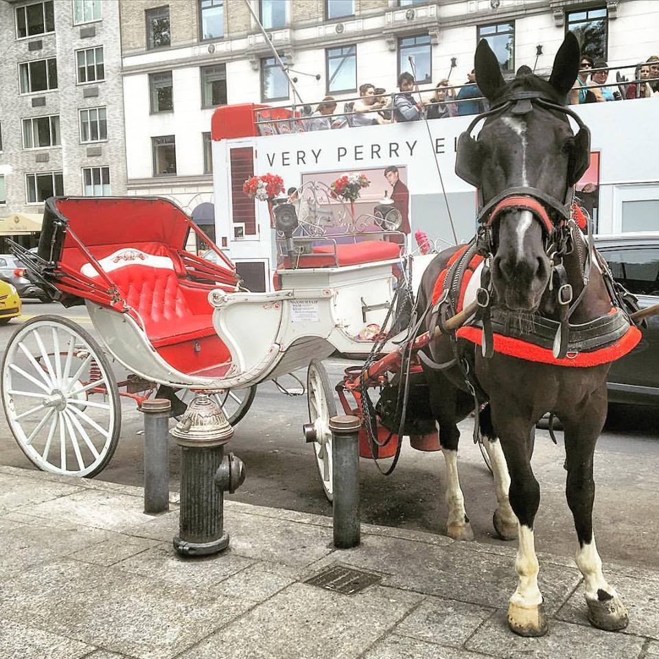 Carriage Horse collapses