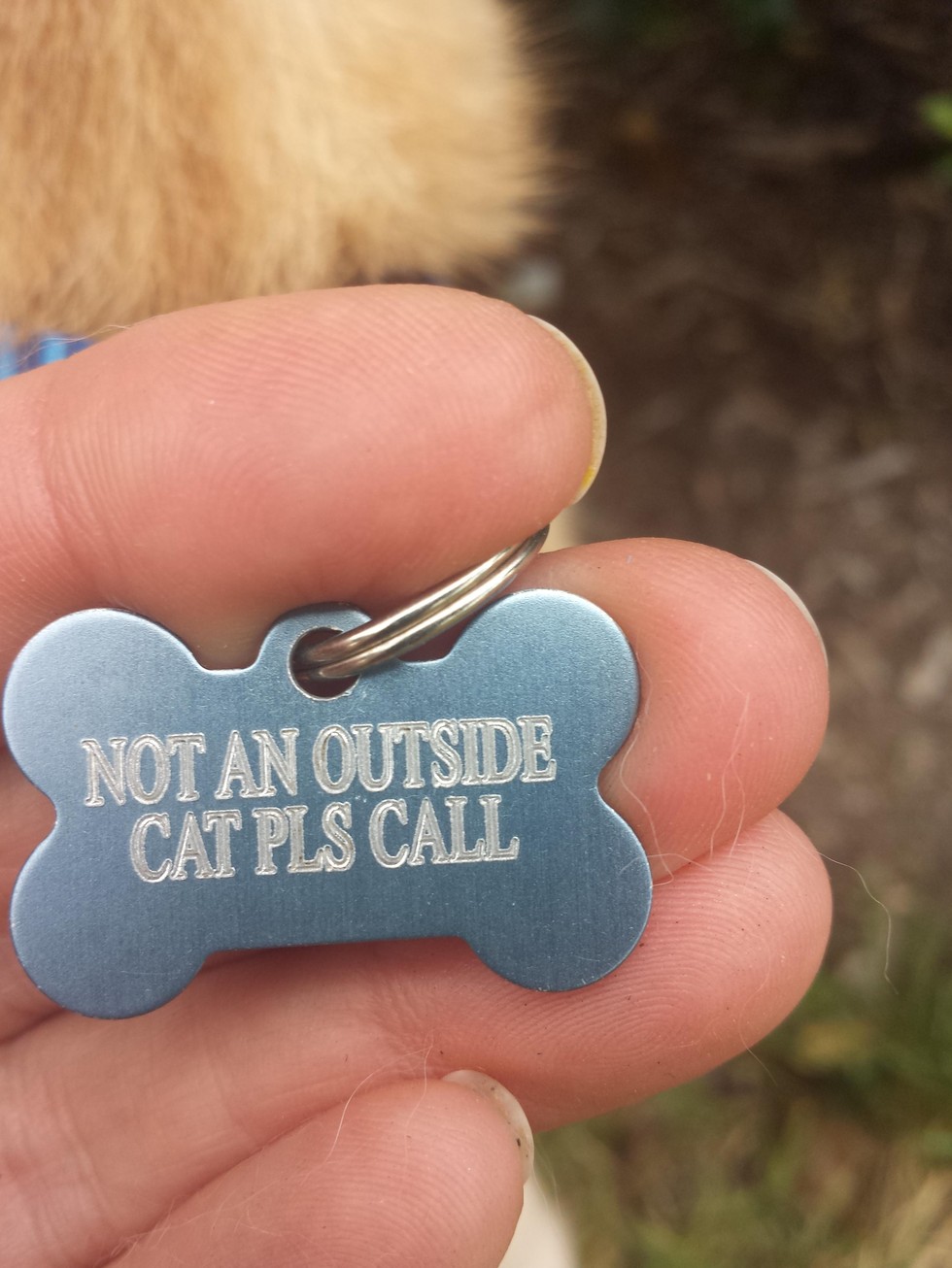 Outdoor cat tag best sale