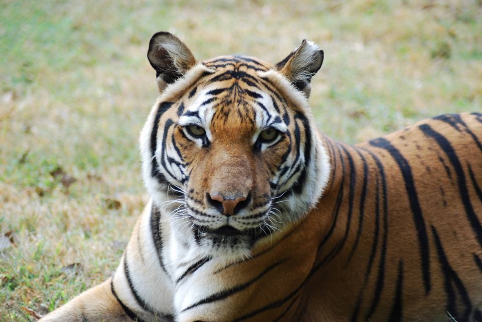 Zoo Introduces Two Tigers To Each Other — And One Loses Her Leg