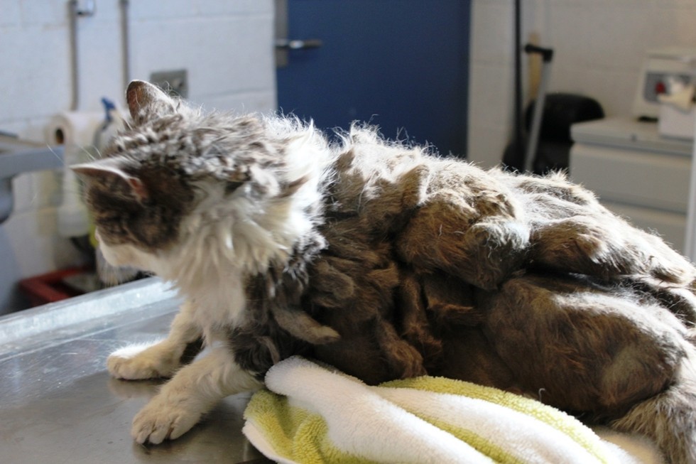 Cat Was So Matted She Didn't Even Look Like A Cat