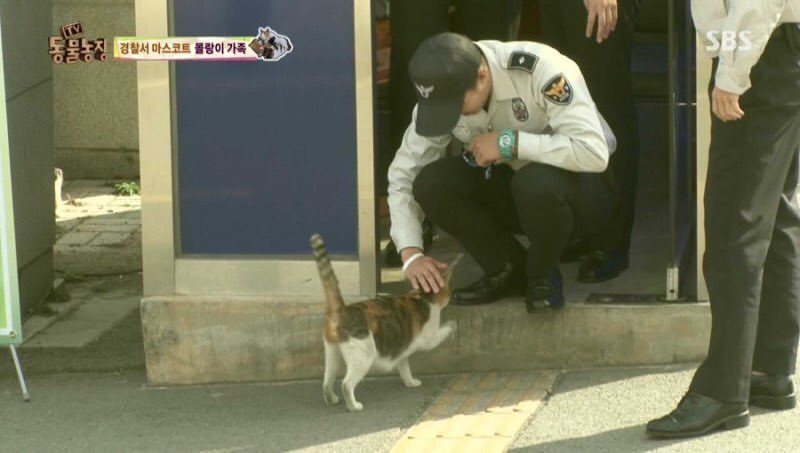 Cats in police uniforms - Playground