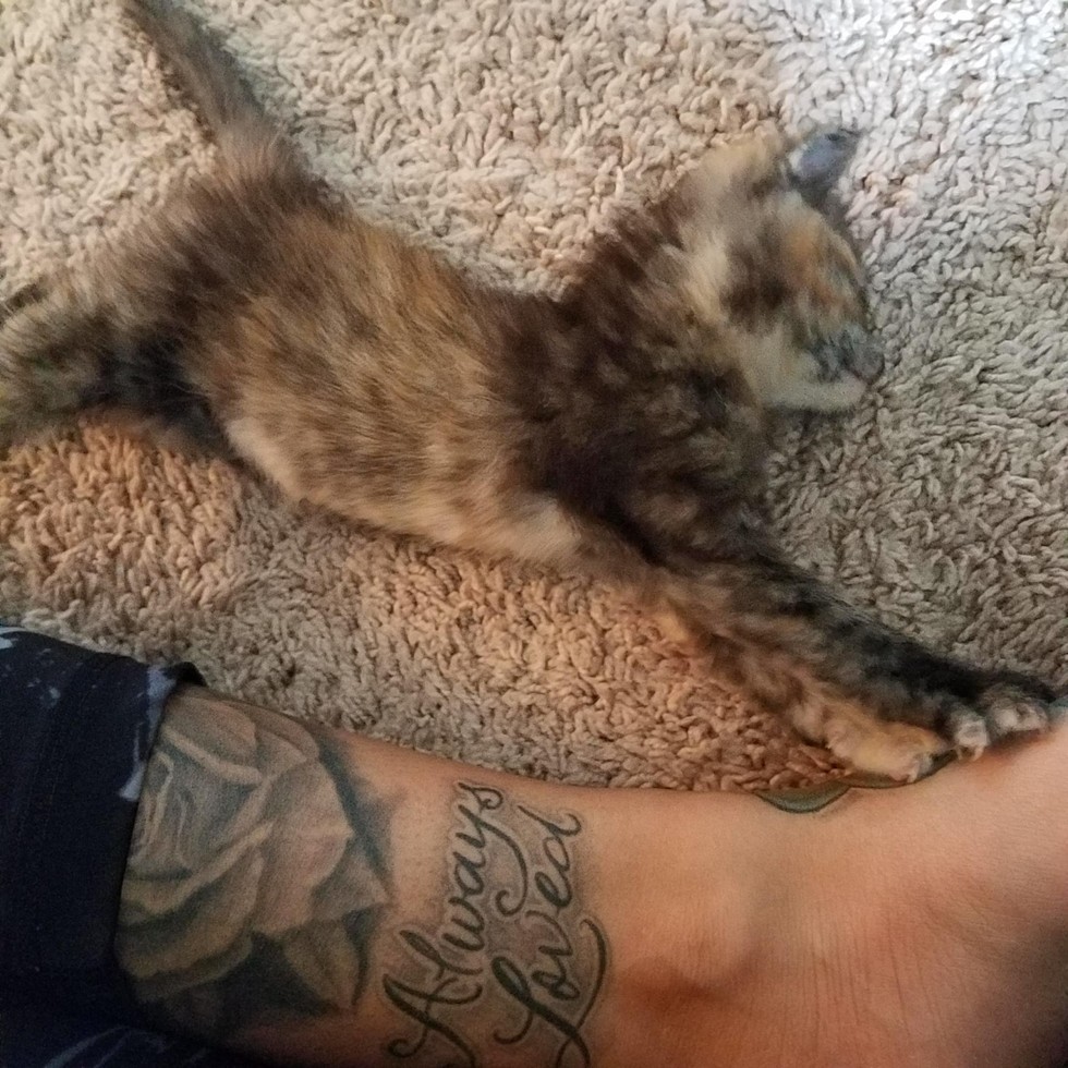 Woman Runs into Storm to Save Soaked Kitten Crawling in the Middle of ...