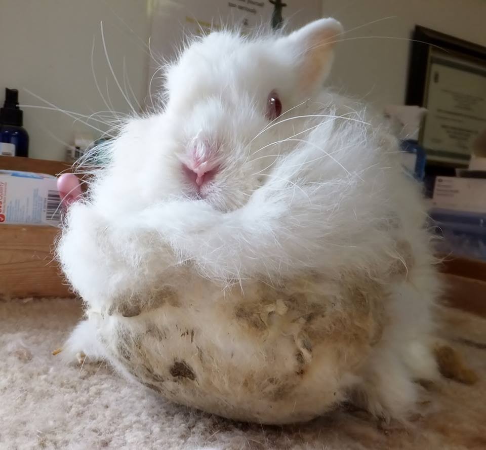 Animal Rescuer Wakes Up To Containers On Her Driveway