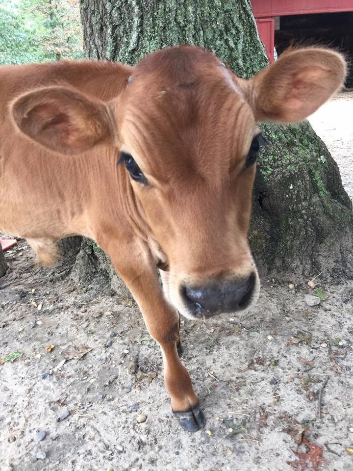 Baby Cow Saved From Slaughter Won't Go Anywhere Without His Dogs