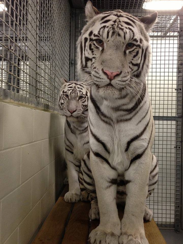 Image result for White Tigers Have Trapped In An Aquarium For Over A Decade