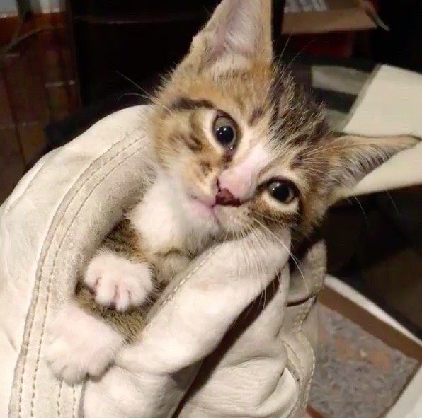 Feral Kitten Surprises Rescuers How Much He Enjoys His ...