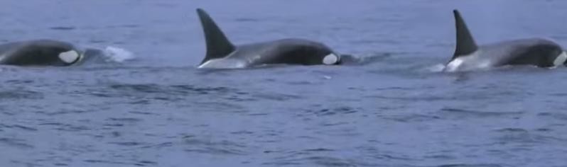 How do killer whales protect themselves?