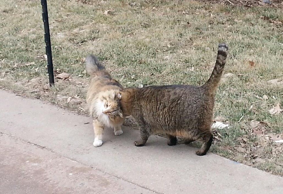 Feline Friendz in Nebraska