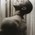 Carl Van Vechten, photo of Alvin Ailey. 1955.