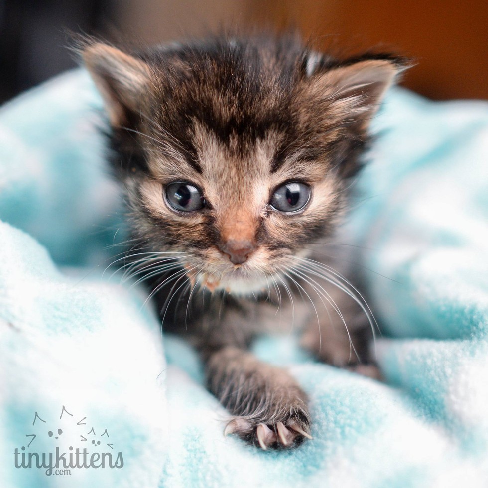 Tiniest 5-week-old Kitten They Ever Rescued, What a Difference 3 Days ...