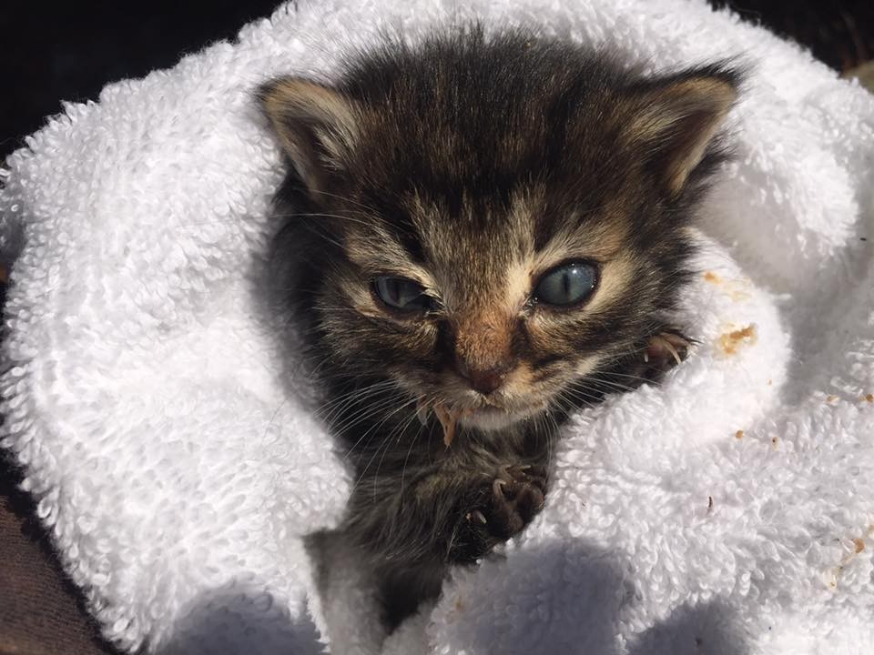 Old kitty. Милый спасший котик. Малыш котёнок история.