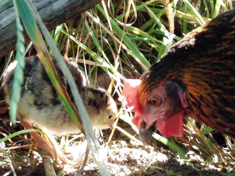 Chicken Was So Depressed — Until She Found An Orphaned Turkey