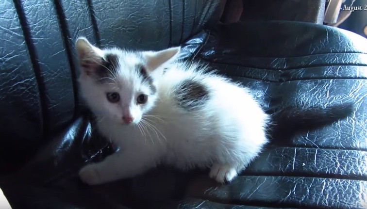 Tiny Stray Kitten with Broken Paw Hobbles Up to Man, Meowing for Help