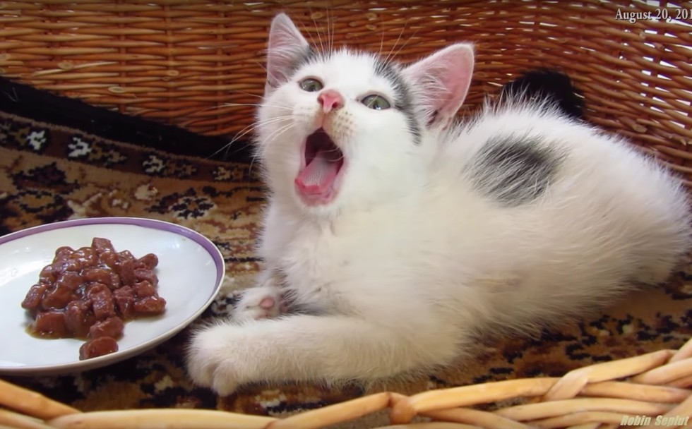 Tiny Stray Kitten With Broken Paw Hobbles Up To Man Meowing For Help Love Meow