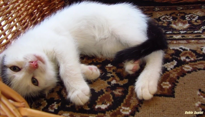 Tiny Stray Kitten with Broken Paw Hobbles Up to Man, Meowing for Help