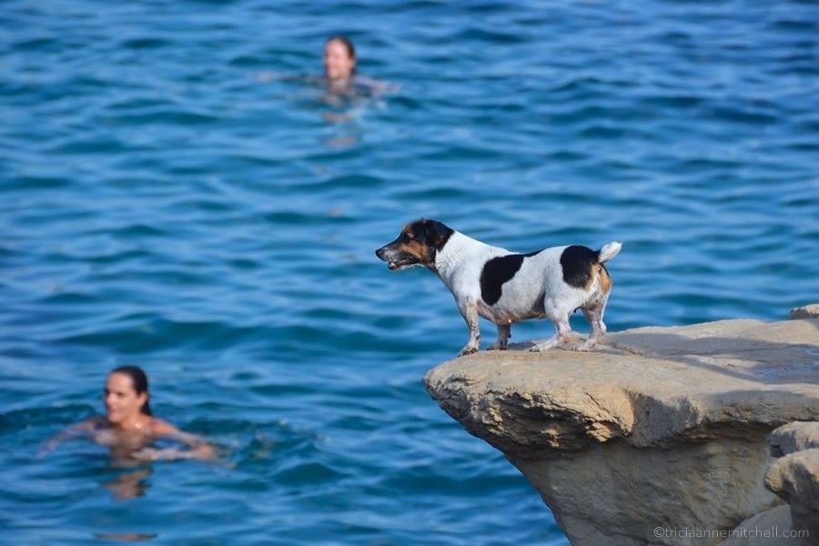 Dog Jumps Off Cliffs With Her Dad — And Loves It