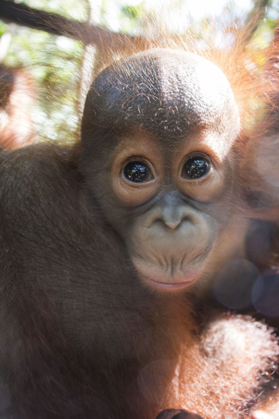 Baby Orangutan Who Lost His Mom Is So Nervous On First Day Of School