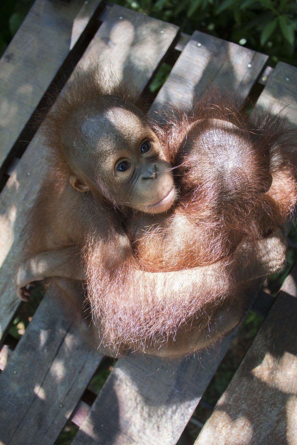  Baby  Orangutan  Who Lost His Mom Is So Nervous On First Day 