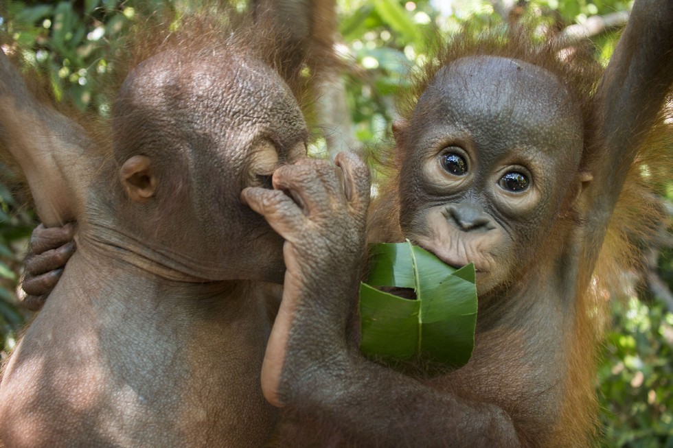  Baby  Orangutan  Who Lost His Mom Is So Nervous On First Day 