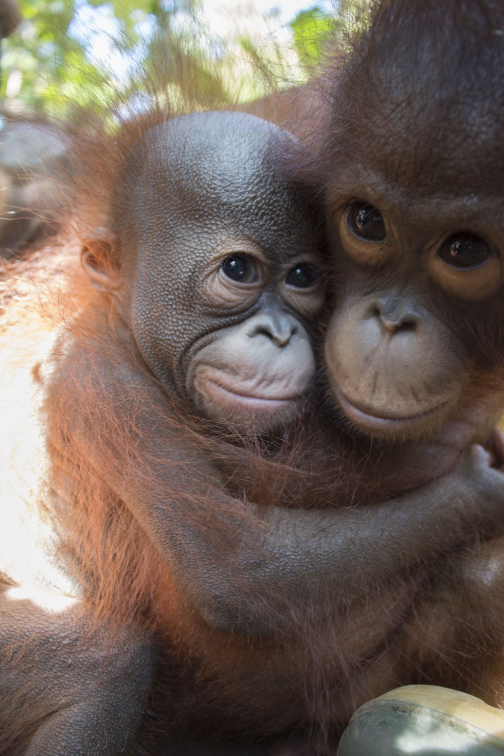  Baby  Orangutan  Who Lost His Mom Is So Nervous On First Day 