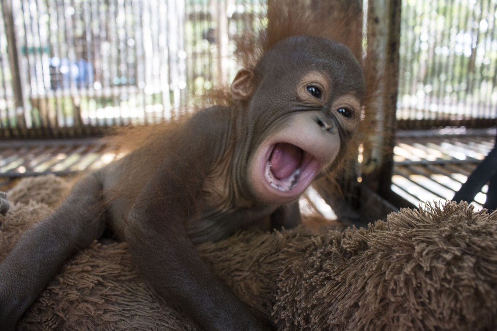  Baby  Orangutan  Who Lost His Mom Is So Nervous On First Day 