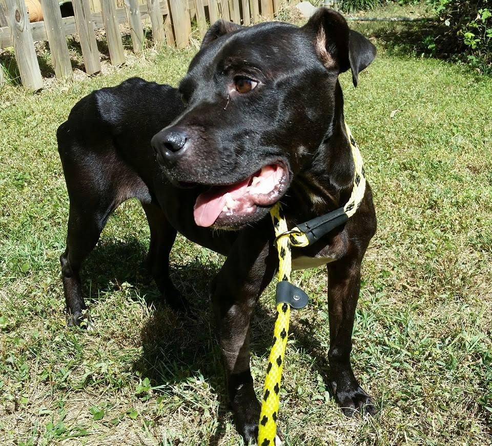 Skinny Dog Who Collapsed At Shelter Is Learning To Love Life Again