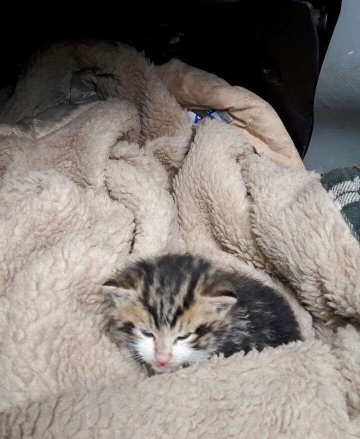 Farmer Found Orphaned Kitten Shivering in Cold, What a Difference Love