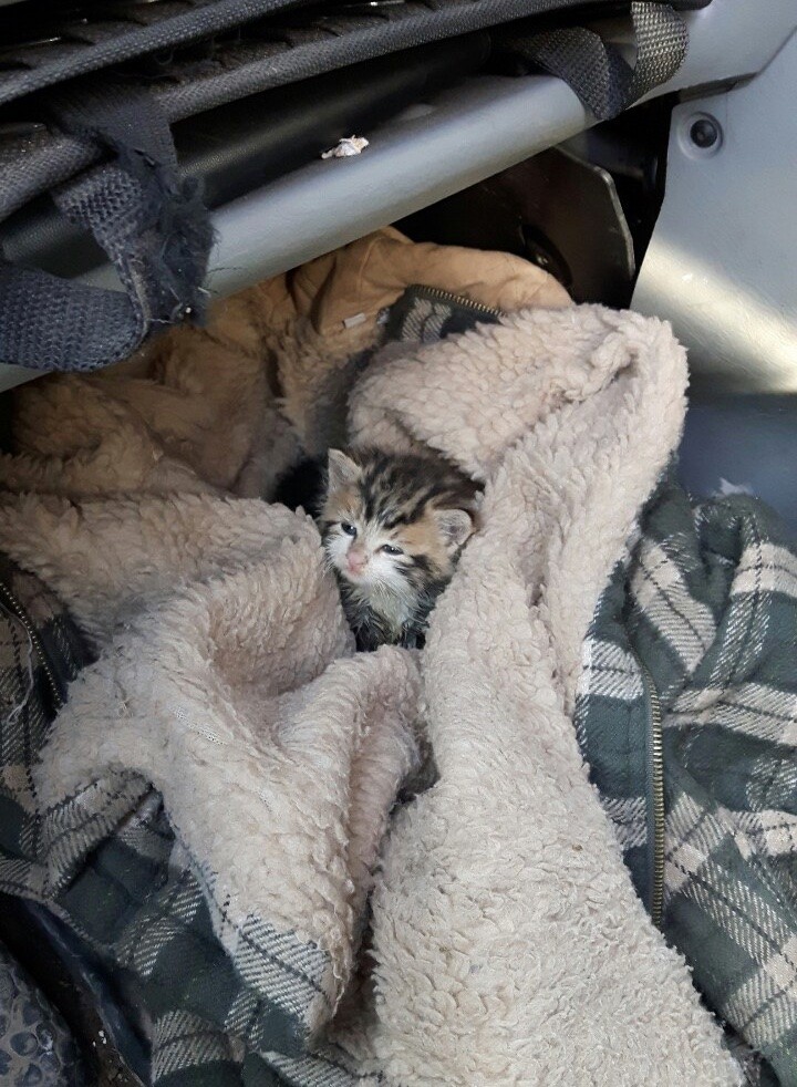 Farmer Found Orphaned Kitten Shivering in Cold, What a Difference Love