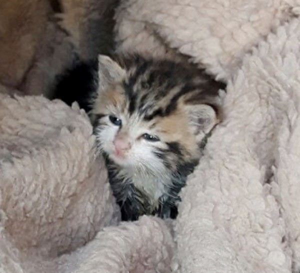 Farmer Found Orphaned Kitten Shivering in Cold, What a Difference Love