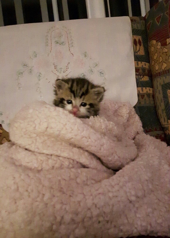 Farmer Found Orphaned Kitten Shivering in Cold, What a Difference Love