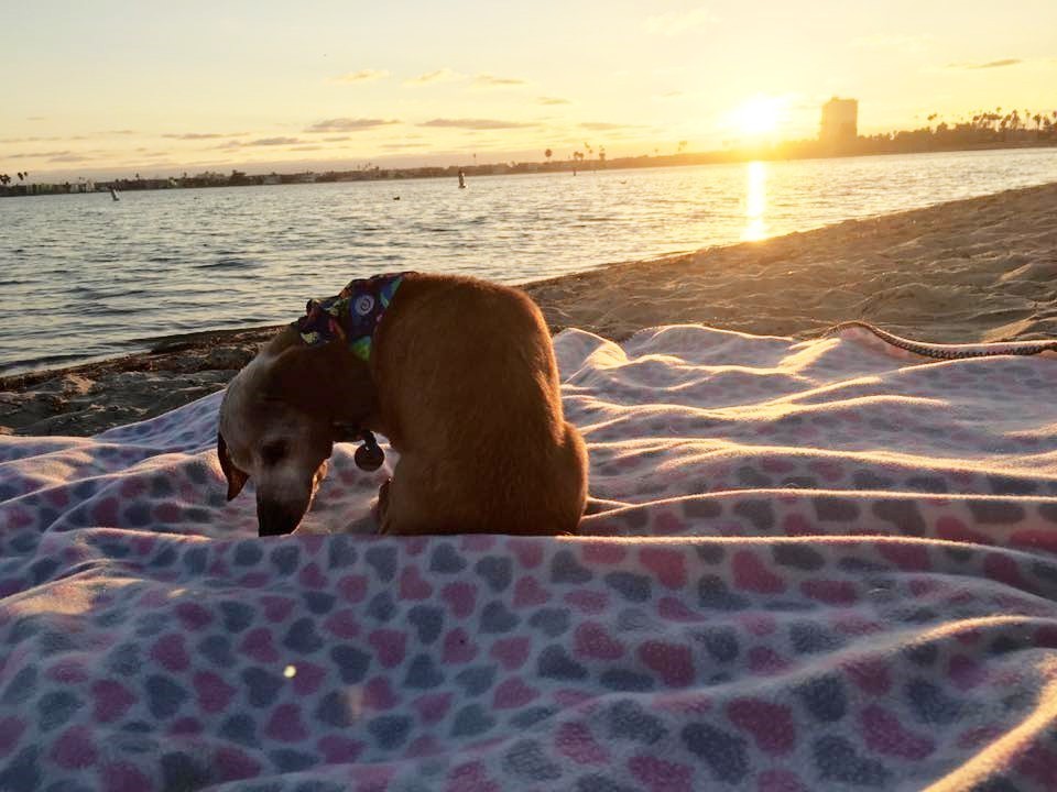 Blind Dog Who Clung To Shelter Worker Has The Best Life Now
