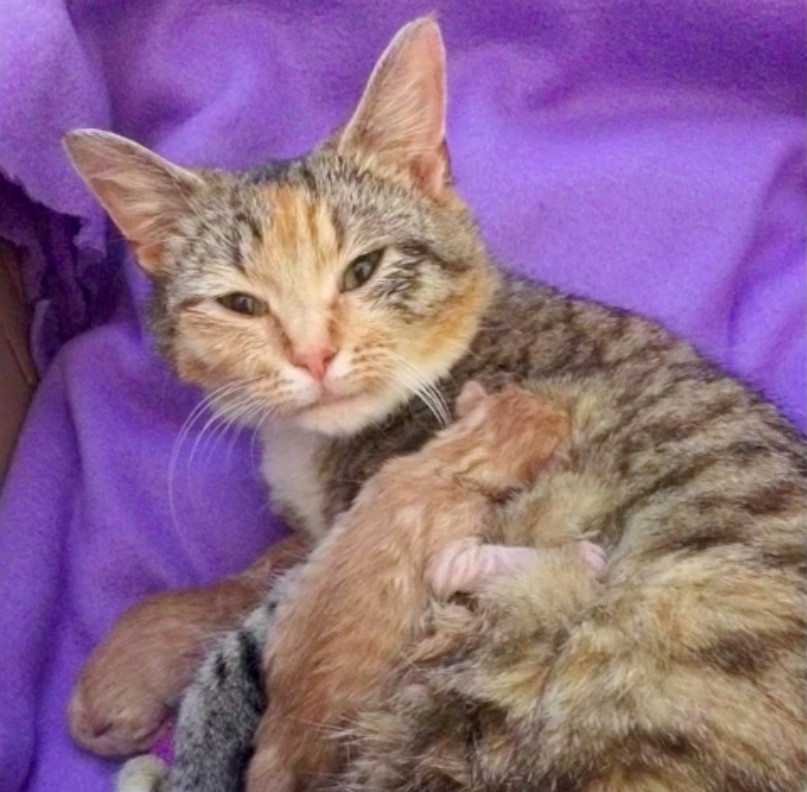 Feral Cat Can't Stop Cuddling Her Tiniest Baby After Being ...