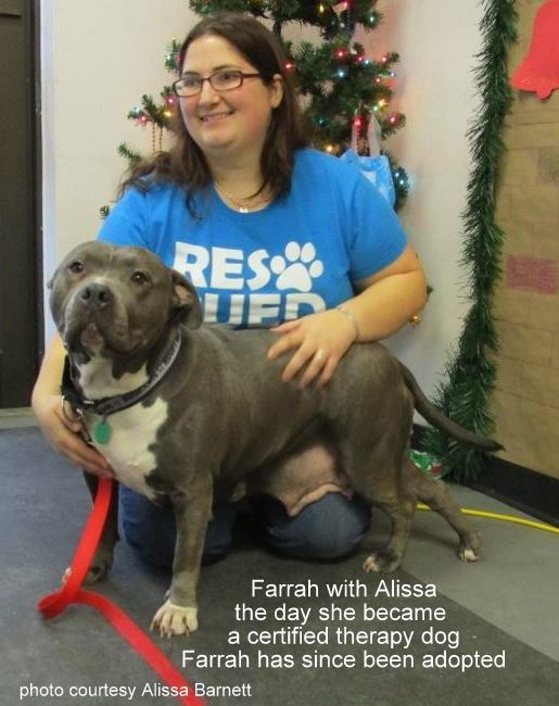 How My Growling Pit Bull Became A Therapy Dog