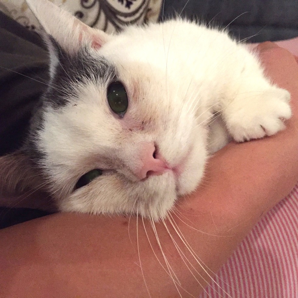 No One Wanted This Blind Munchkin Cat — Until Now
