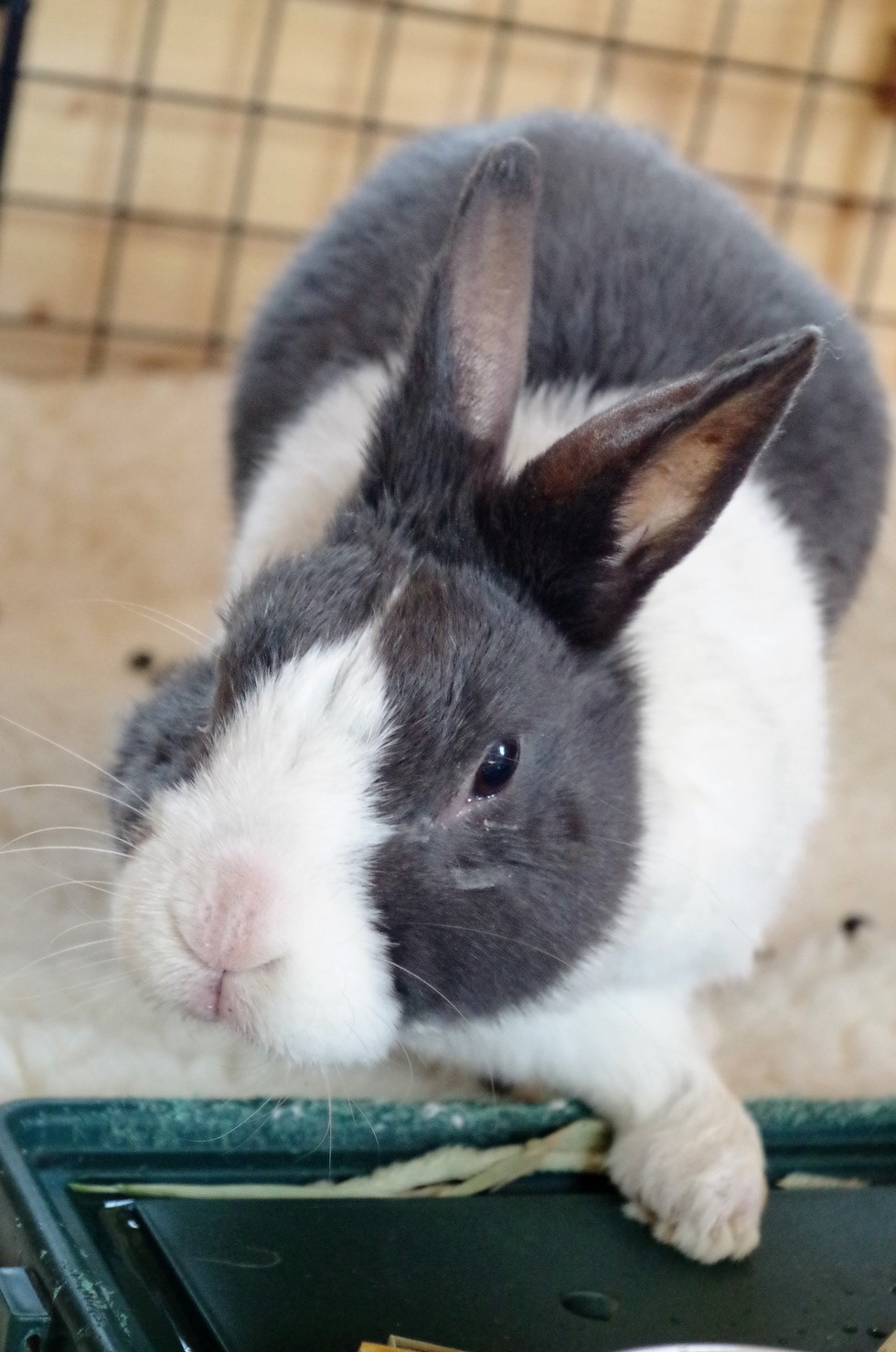 Rescued Rabbit Won't Let Anyone Near Her New Teddy Bear