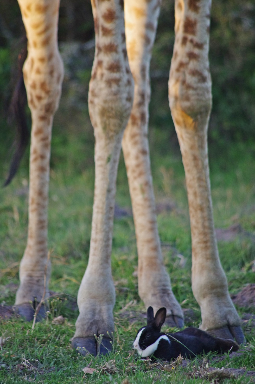 Wild Giraffe Finds Bunny — And Decides To Keep Him