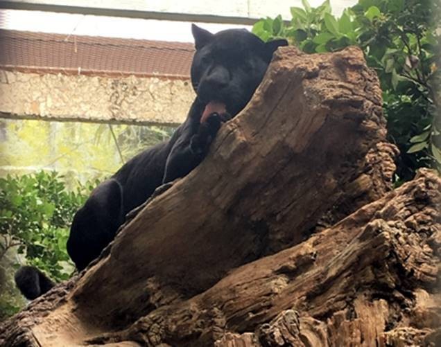 Jaguar Kept At Texas Aquarium Is 'Clearly Miserable'