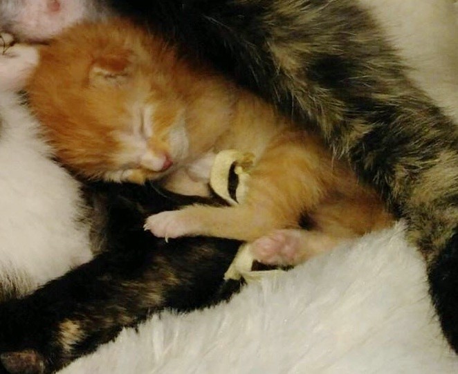 They Help Stray Cat Fix Her Broken Leg, The Kitty Gives Them a Tiny