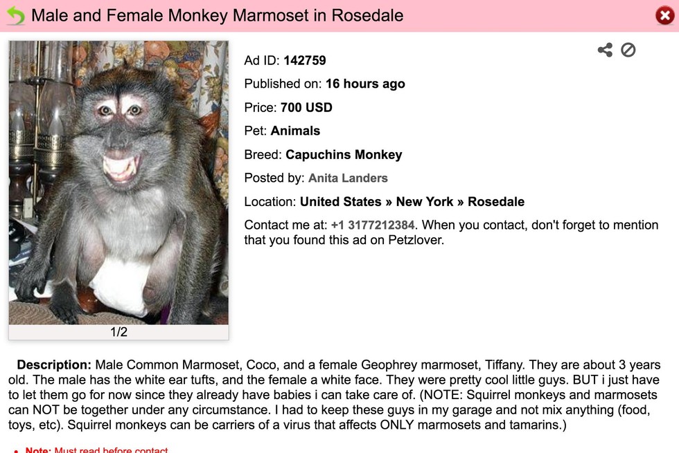 People Are Breeding Tigers And Selling Them As 'Pets' Online