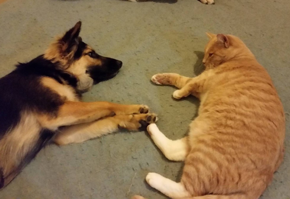 Woman Helps Rescue Cat Walk Again and Tries to Find Him Home But Kitty