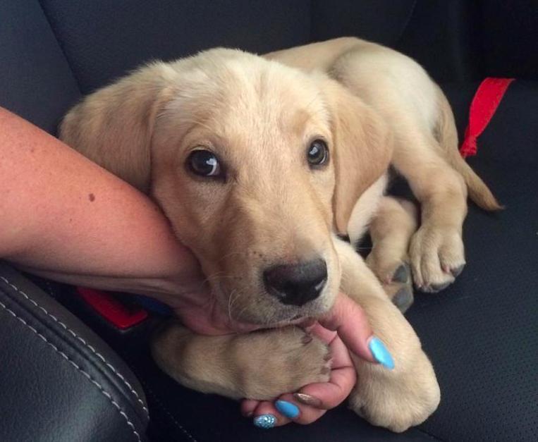 17 Pets Who Just Wanna Hold Your Hand