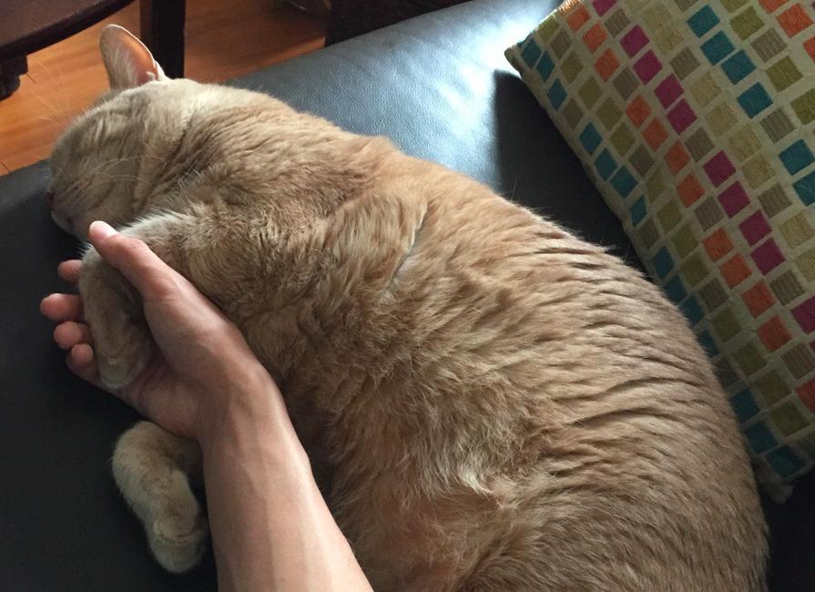 17 Pets Who Just Wanna Hold Your Hand
