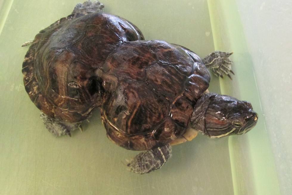 BIRDS & DAFFODILS: TURTLE DEFORMED BY A SIX-PACK RING ~ PROTECT OUR ...