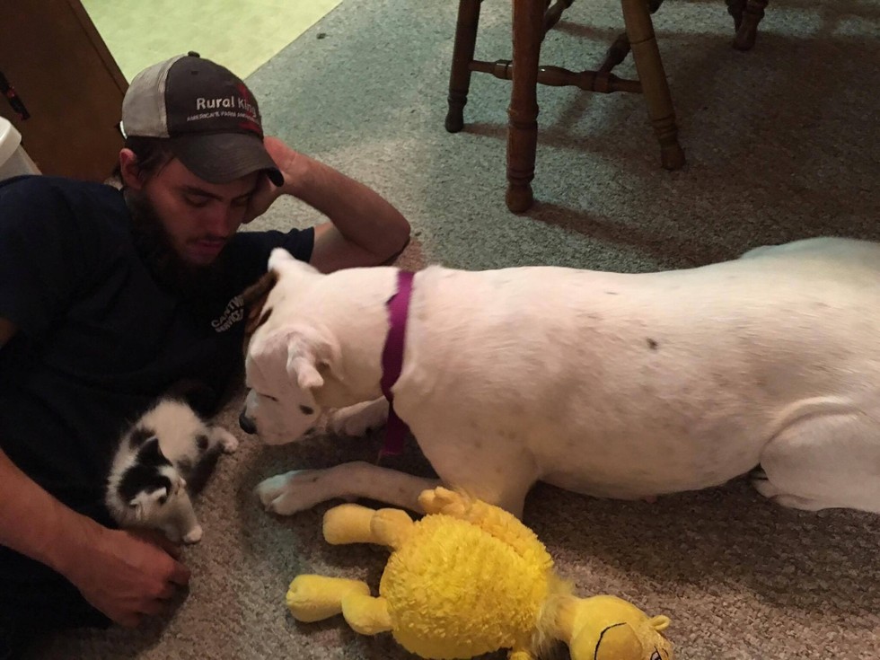 Seekor Anjing Merebut Tugas Ibu Nya Untuk Menjadi Foster Kucing